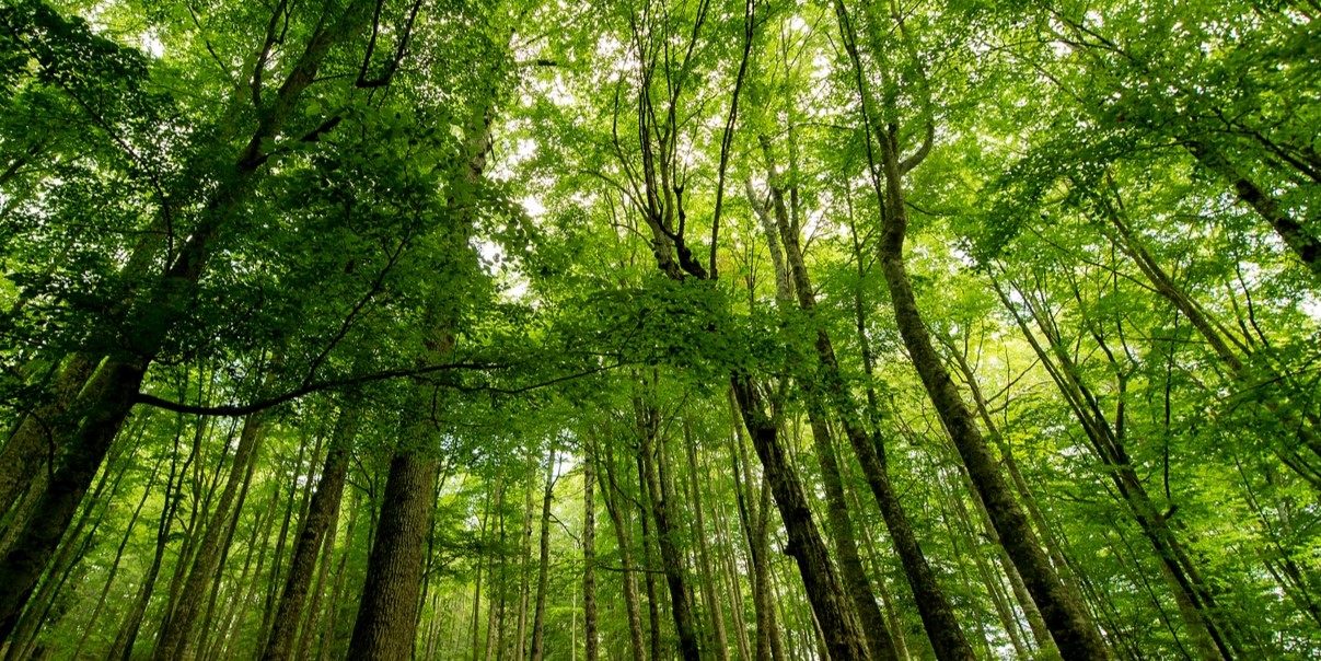 FSC森林管理委员会认证流程及现场审核